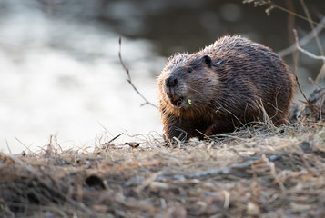 Beaver in the Canadian wilderness