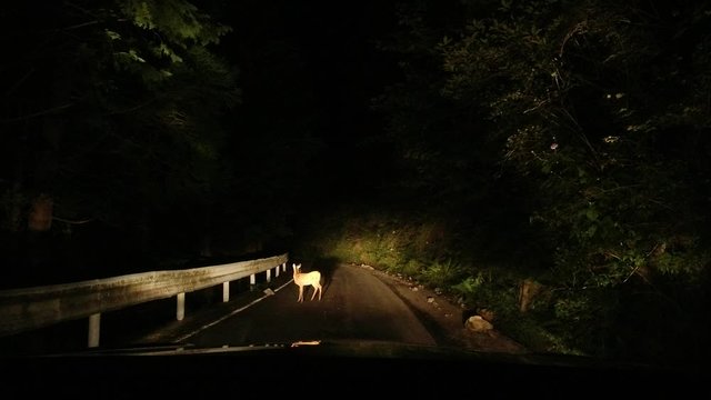 林道の鹿　ドライブ映像　静岡県