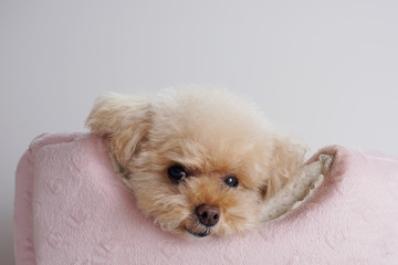 こっちを見つめるトイプードル