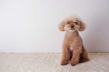 お利口におすわりするトイプードル