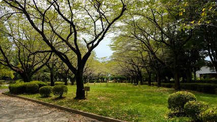 2020年秋の城山公園　並木と落ち葉