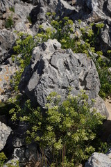 Beach with cliffs in Asturias. Huelga Beach. Asturias. Spain