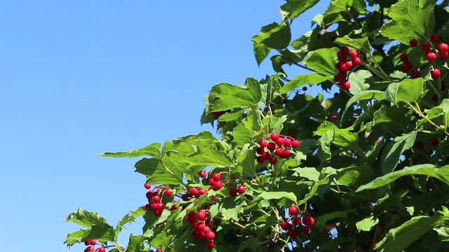 Red viburnum berries on a tree against a blue sky on a sunny autumn day