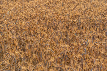 golden wheat field and sunny day. Ripe yellow wheat ears in the harvest season
