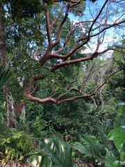 Rainforest in Belize