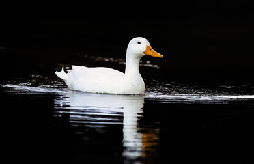 White Pekin Duck against a black background with reflections