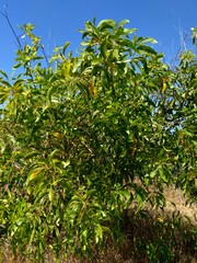 Acacia aneura (also called mulga, true mulga, akasia) with a natural background