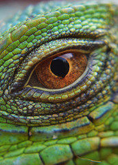 
close up eye of an iguana reptile in the fields of Venezuela