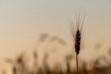 golden wheat field and sunny day. Ripe yellow wheat ears with blue sky in the harvest season