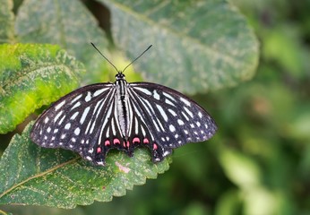 Close up of a Hestina assimilis, red ring skirt butterfly, on a green leaf in a forest in Japan