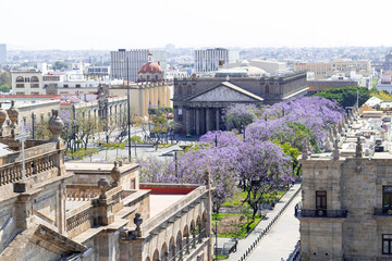 Jacarandas en plaza de la liberación en Guadalajara, Jalisco, México