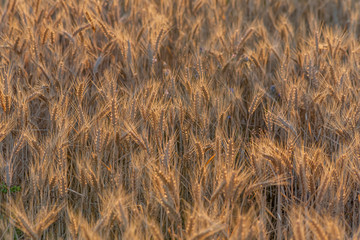 golden wheat field and sunny day. Ripe yellow wheat ears in the harvest season