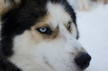 Obraz premium Siberian husky dog