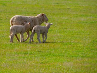 Mother and Lambs