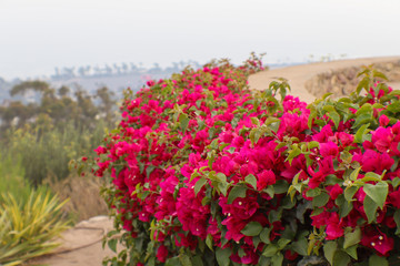 pink flowers in the garden