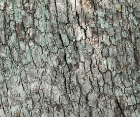 Close up on tree bark as a textured background. 