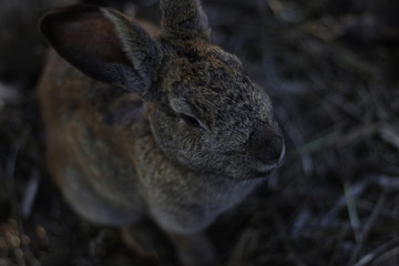 Rabbit