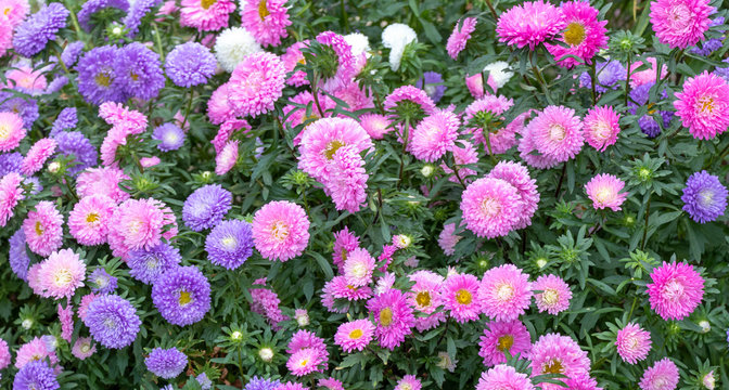close up of beautiful flowers Callistephus chinensis or Callistephus or China aster and annual aster in pink and violet colors blomming in the garden in summer season.