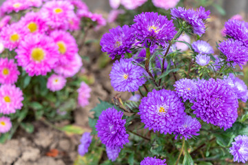 Fototapeta premium close up of beautiful flowers Callistephus chinensis or Callistephus or China aster and annual aster in pink and violet colors blomming in the garden in summer season.