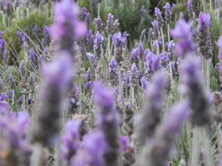 Obraz premium lavanda frio
