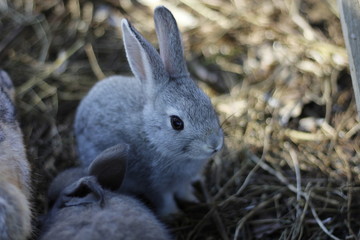 Rabbit