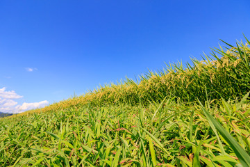 8月の田んぼ　稲　青空　秋田県