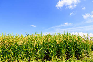 8月の田んぼ　稲　青空　秋田県