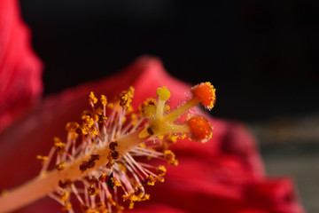 Hibiscus red flower macro