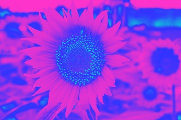 Close up on Sunflower bloom in abstract, vivid colors magenta and blue