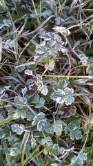 green grass in the snow