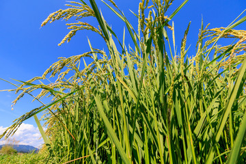 8月の田んぼ　稲　青空　秋田県