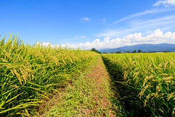 Obraz premium 8月の田んぼ 稲 青空 秋田県