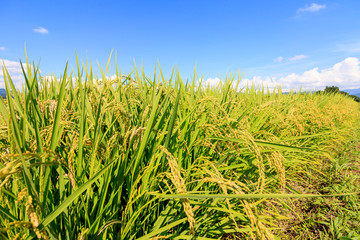 8月の田んぼ　稲　青空　秋田県