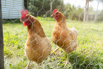 Brown hens walking inside the chicken coop with fresh morning light - chickens on traditional farm