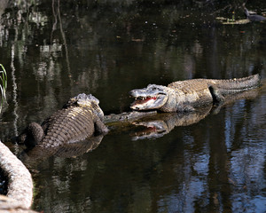 Alligator Stock Photos.  Image. Portrait. Picture. Alligators interacting with open mouth displaying teeth. Body reflection in the water.