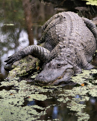 Alligator Stock Photos.  Alligator close-up profile view in the water on a log displaying head,...