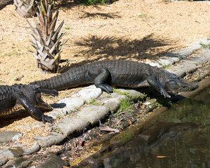 Alligator Stock Photos.   Alligators close-up profile view by the water interacting.  Portrait. Photo. Image. Picture