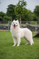 Samoyed happily playing on the grass