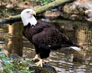 Bald Eagle bird stock photo.  Close-up profile view on a rock by the water with blur background, displaying feathers, white head, eye, beak, talons, plumage, white tail, in its habitat Image. 