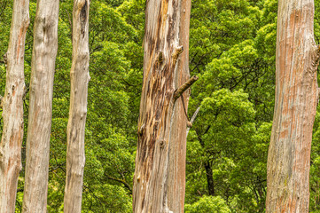  Dead Trees Against Forest