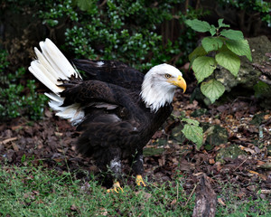 Bald Eagle Stock Photos.  Bald Eagle close-up profile view displaying its body, head,eye, beak, talons, spread tail, plumage with a  background of green foliage in its habitat and environment.