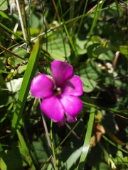 purple flower in the garden