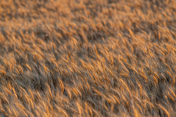 golden wheat field and sunny day. Ripe yellow wheat ears in the harvest season