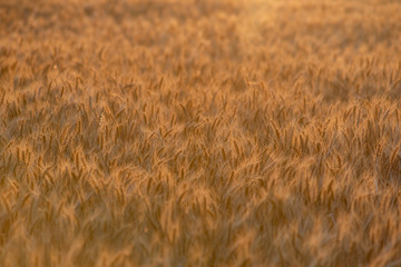 golden wheat field and sunny day. Ripe yellow wheat ears in the harvest season