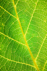 Green leaf texture