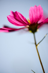 Pink flower 1