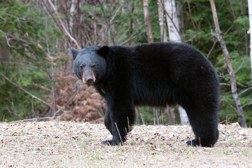 Black Bear Stock Photos. Bear close up foraging on the roadside in the autumn season displaying body, head, ears, eyes, nose, muzzle, paws in its habitat and environment with a forest background.