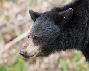 Black Bear Animal Stock Photos. Black Bear head close-up profile with a blur background in the forest displaying its head, ears, eyes, nose, muzzle in its habitat and environment.