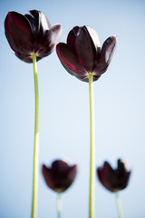 Two black tulips