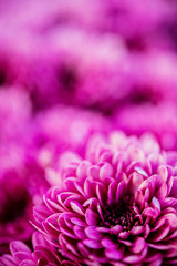 Pink chrysanthemum flower